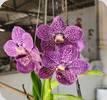 V. Somsri Blue Classic x coerulea